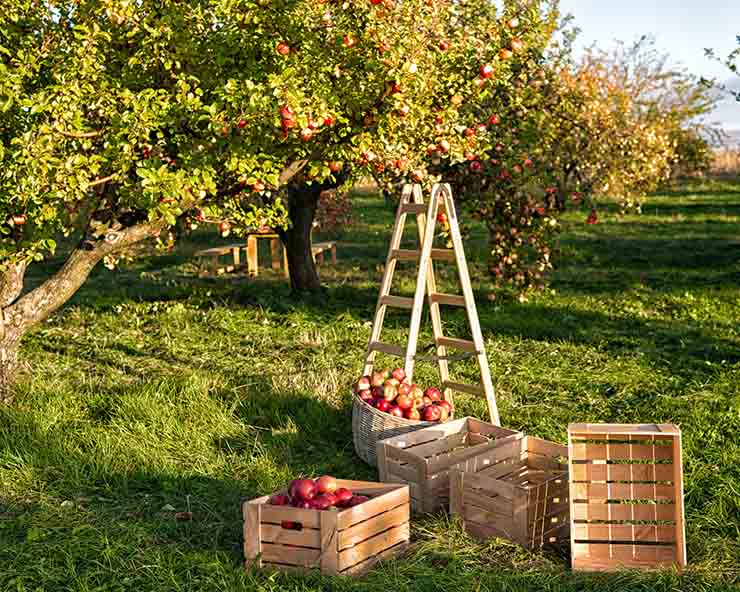 Consejos cuidado arboles frutales Jardineria Castrillon
