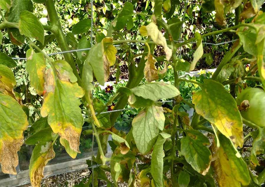 solucion enfermedades plantas jardineria Castrillon Piedras Blancas Aviles